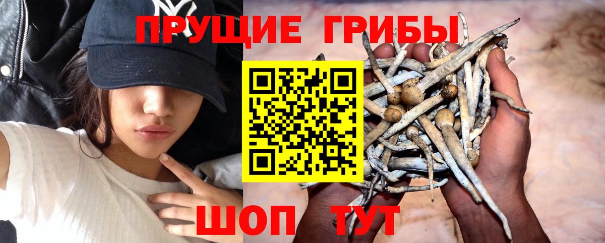 Псилоцибиновые грибы Cubensis Звенигород